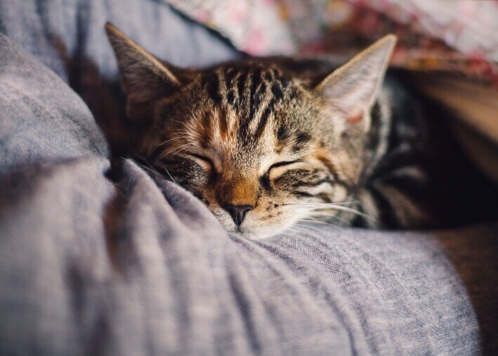 Disturbi del sonno Alterazioni del Riposo Notturno